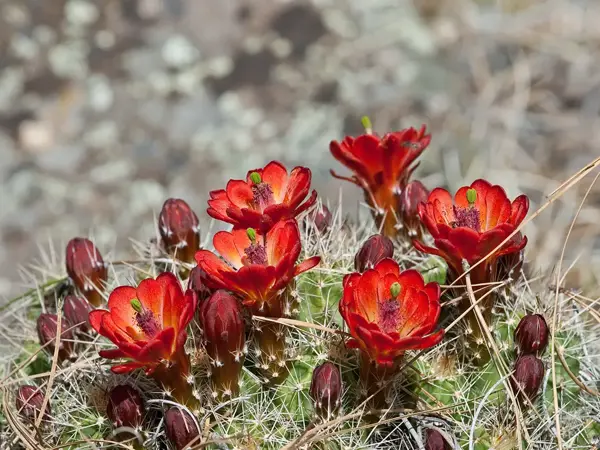 a group of red flowers