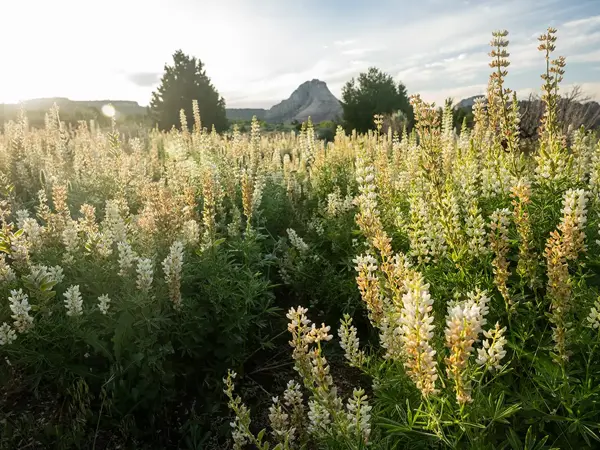 a field of white flowers