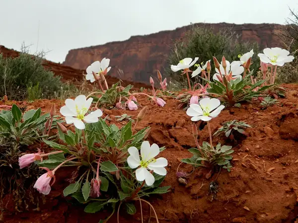 a close up of flowers on a dirt hill