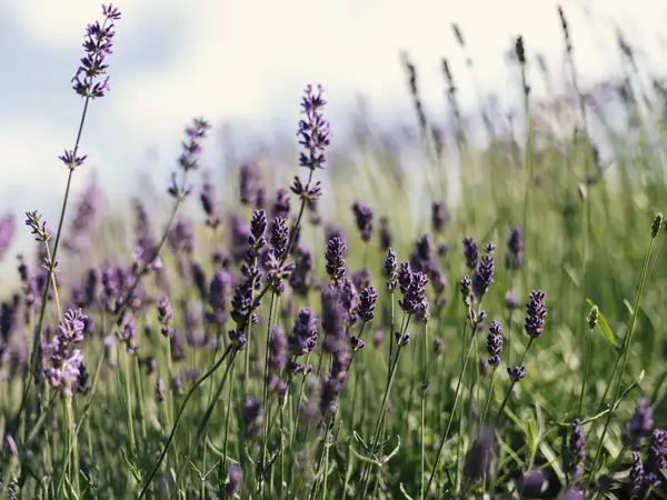a close up of purple flowers
