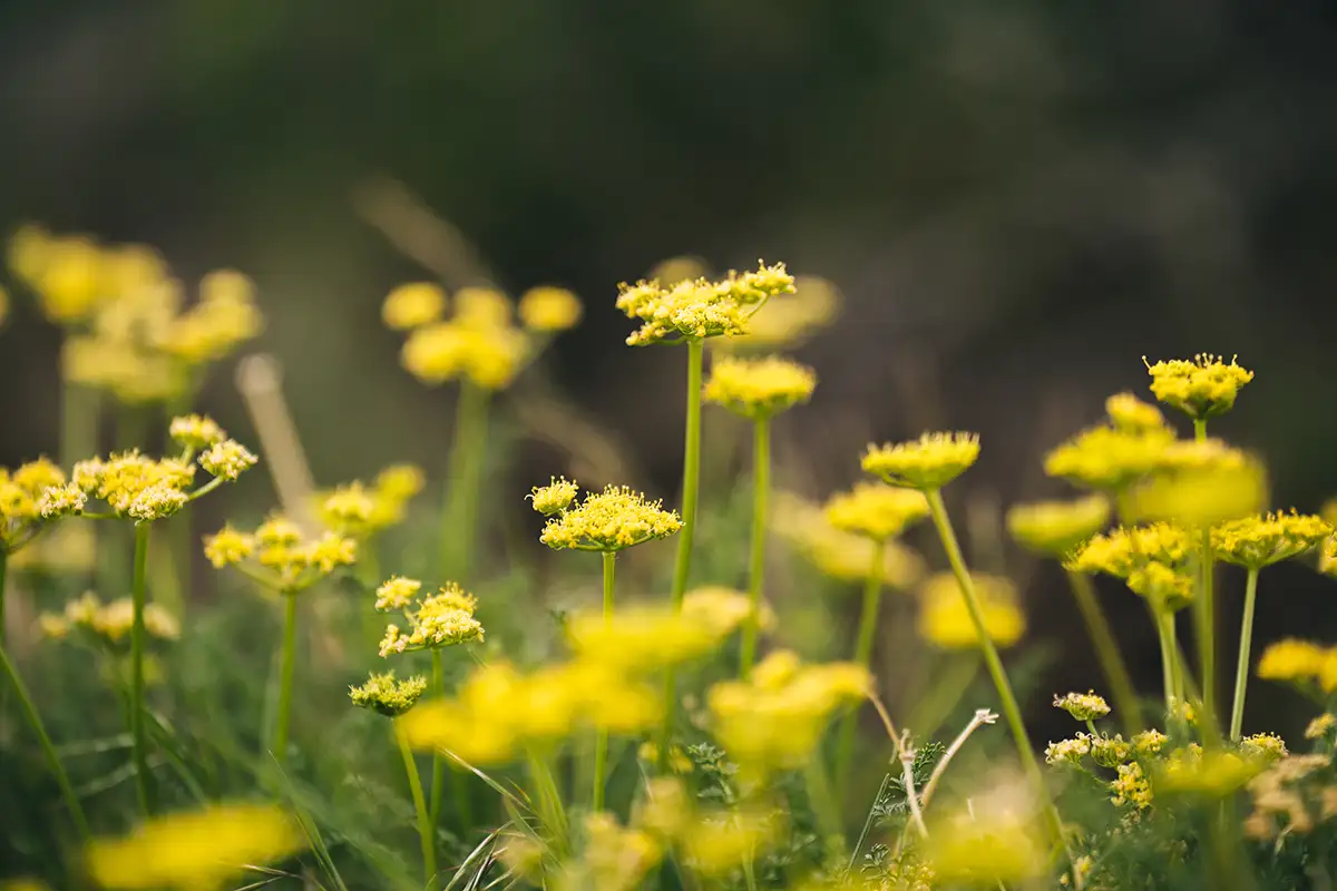 a close up of yellow flowers
