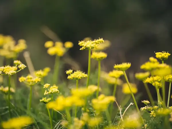 a close up of yellow flowers